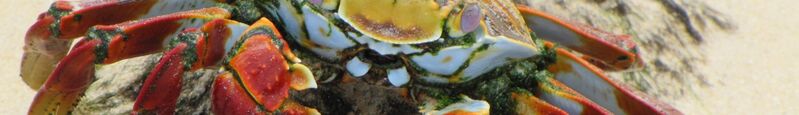 ملف:Floreana banner Crab.jpg