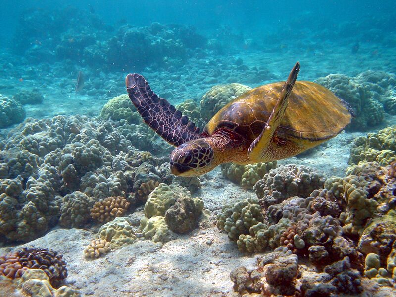 ملف:Hawaii turtle 2.JPG