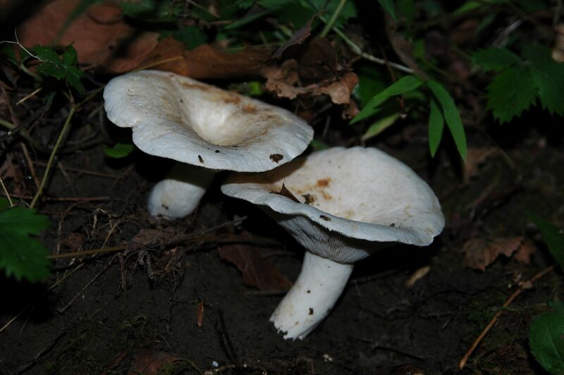 ملف:Lactarius piperatus 98569.jpg