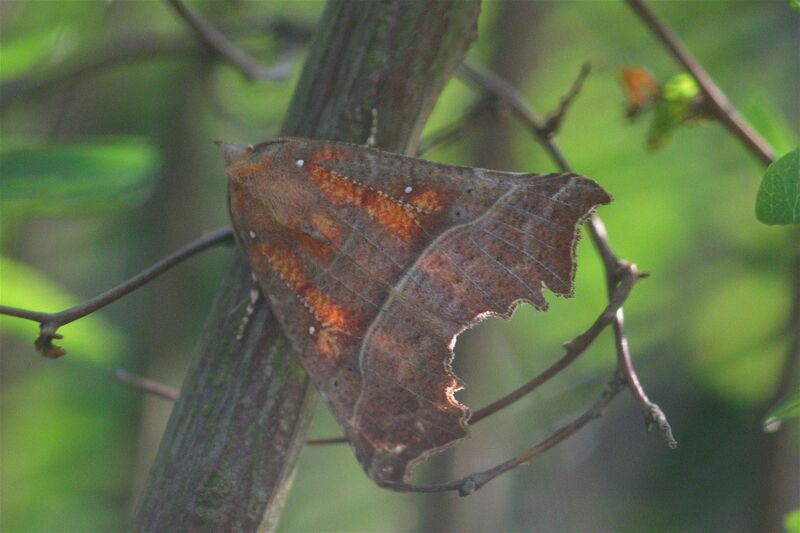 ملف:Scoliopteryx libatrix1.jpg