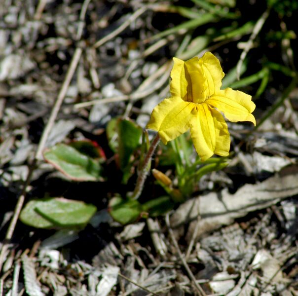 ملف:Velleia paradoxa.jpg