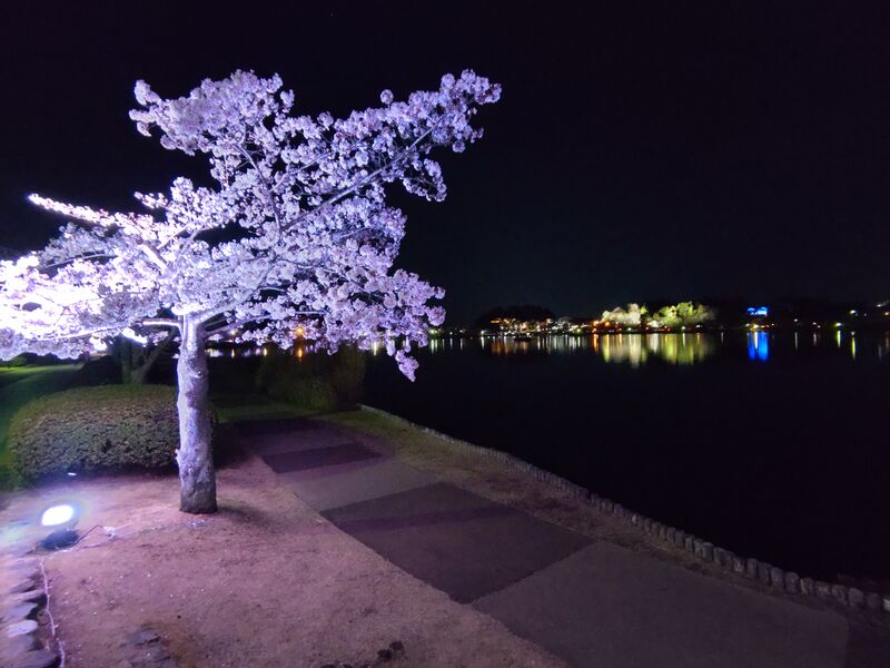 ملف:千波湖の桜 04.jpg