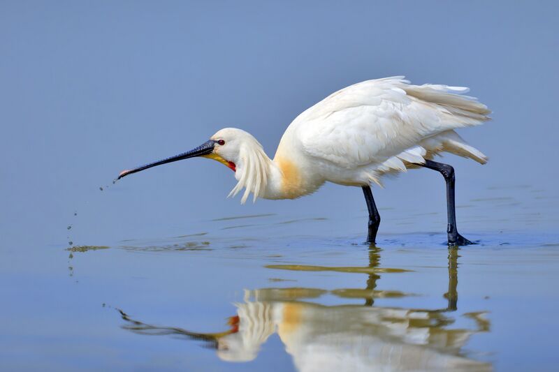 ملف:Eurasian Spoonbill.jpg