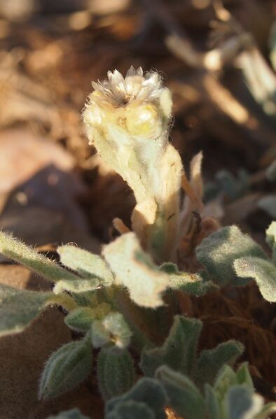 ملف:Glinus lotoides fruit.jpg