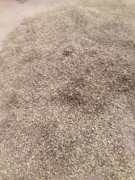 ملف:Shells groundnut.jpg