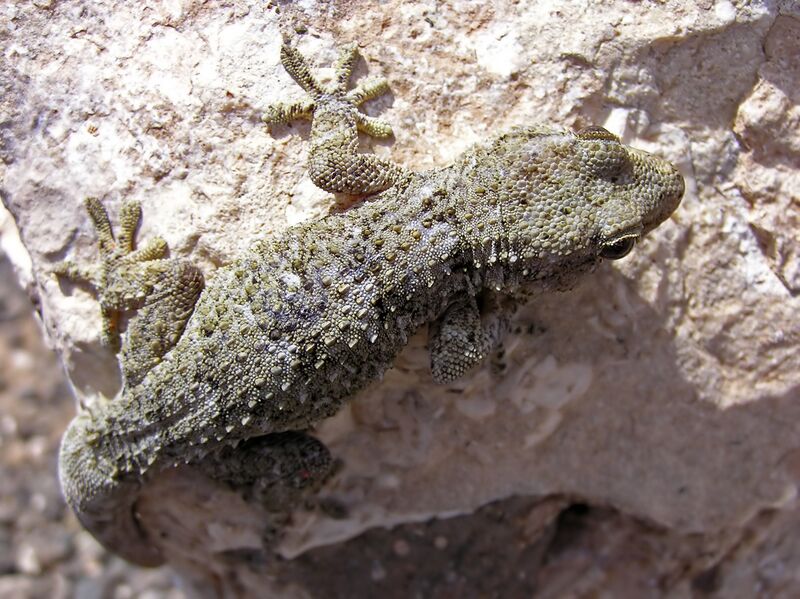 ملف:Spiny gecko lanzarote.jpg