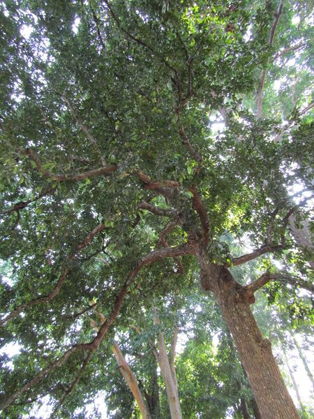 ملف:Calophyllum tomentosum (32118141503).jpg