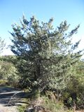 Cupressus macnabiana sparse crown.JPG