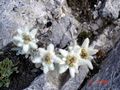 Edelweisses under the Koncheto ridge in Pirin