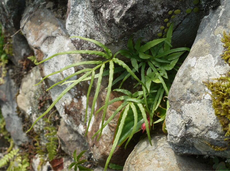 ملف:Pteris multifida inomotosou.JPG