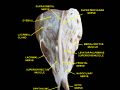 Extrinsic eye muscle. Nerves of orbita. Deep dissection.