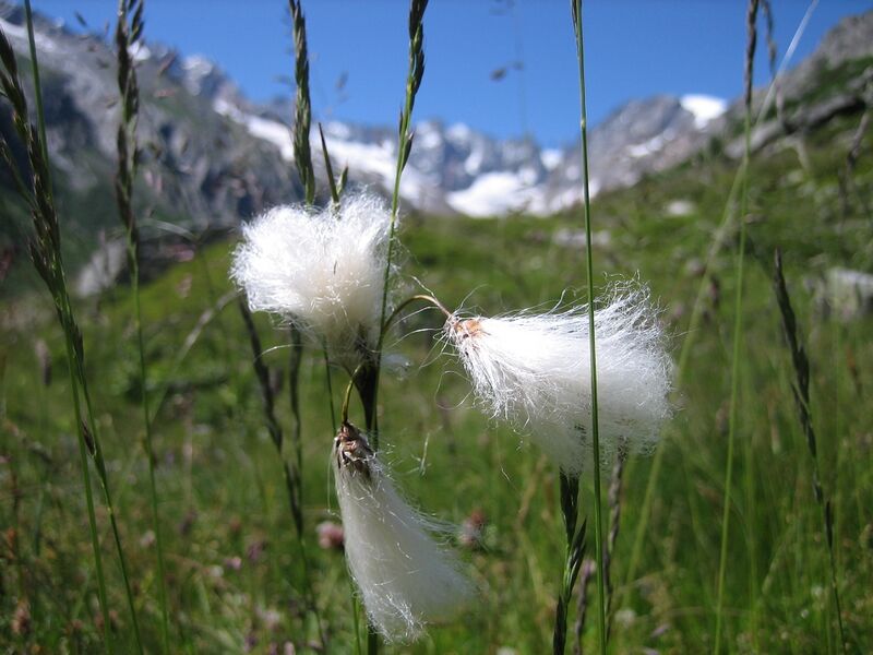 ملف:Eriophorum angustifolium 001.jpg