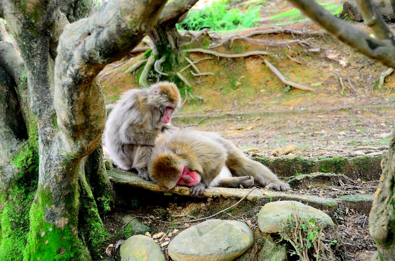ملف:Macaques in Sagano.jpg