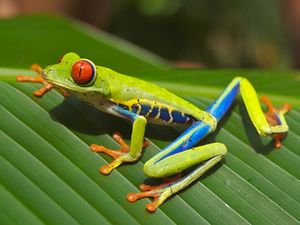 300px Red eyed tree frog edit2