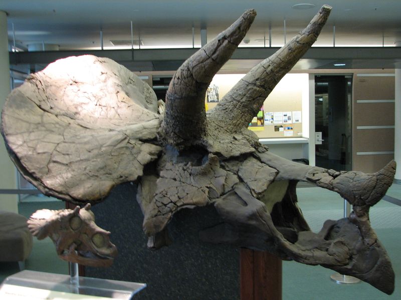 ملف:UCMP Triceratops right.JPG