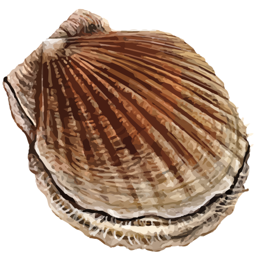 ملف:202408 Japanese scallop.svg