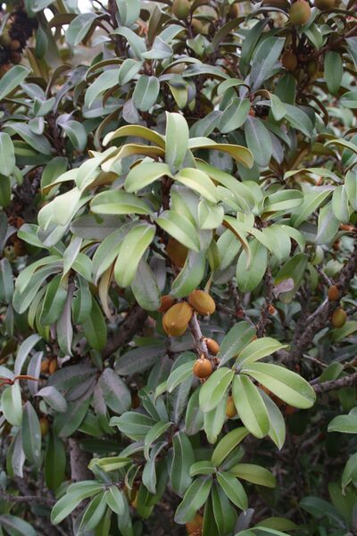 ملف:Englerophytum magalismontanum IMG 3202.JPG