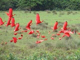 Scarlet Ibises