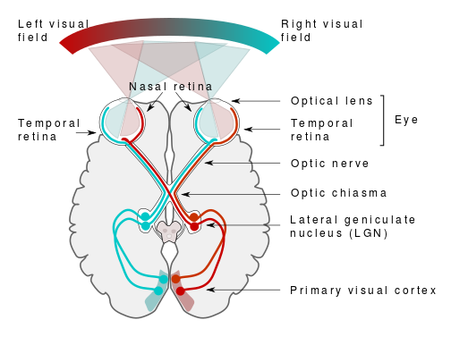 ملف:Human visual pathway.svg