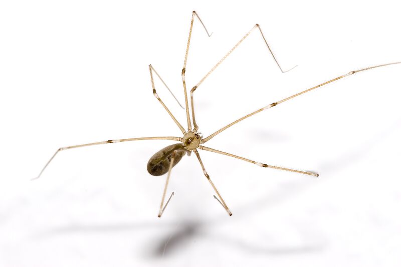 ملف:Pholcus.phalangioides.6905.jpg