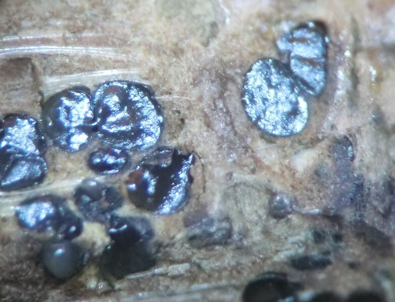 ملف:2016-01-24 Valsa salicina 597242.jpg