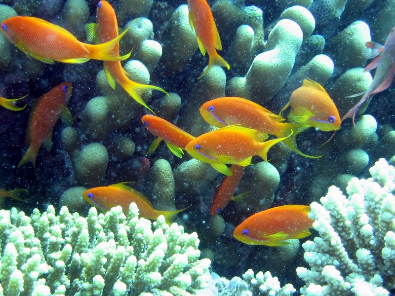 ملف:Anthia goldfish.JPG