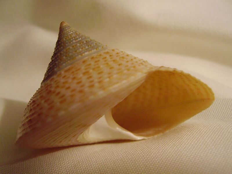 ملف:Calliostoma selectum.JPG