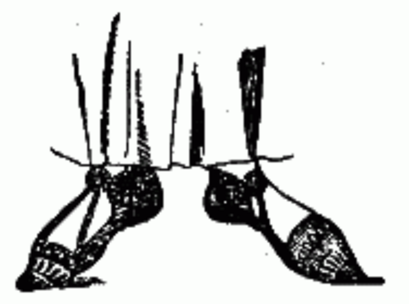 ملف:Campagus (shoe).png