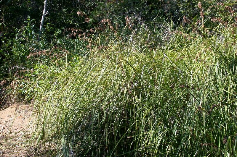 ملف:Cladium chinense hitomotosusuki.jpg