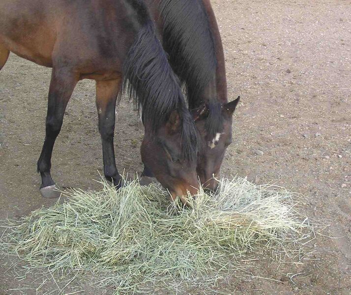 ملف:HorsesAndHay.jpg