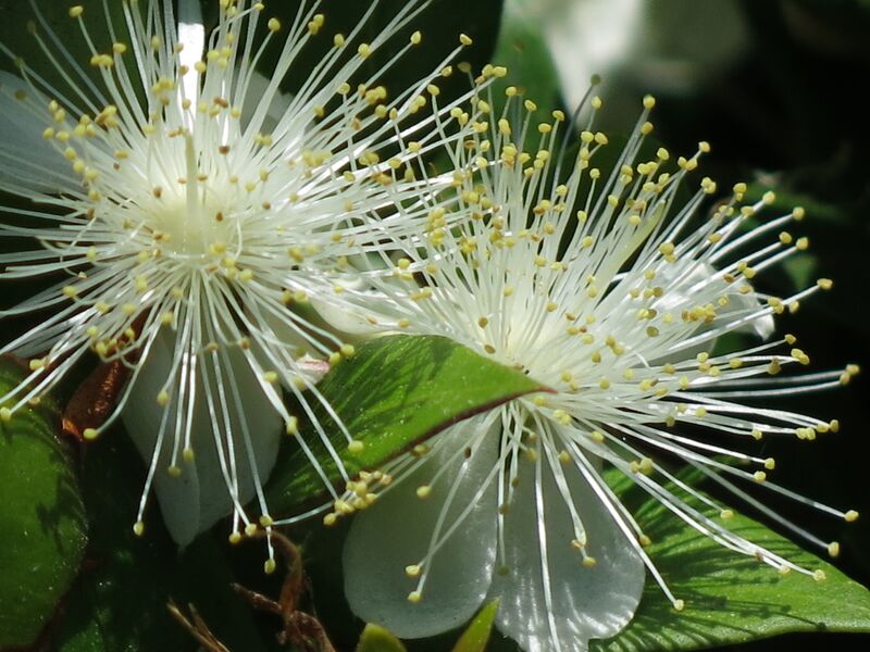 ملف:Myrtenblüte (Myrtus communis).JPG