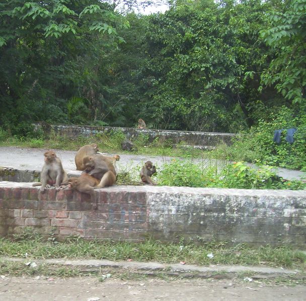 ملف:Rhesus band rishikesh india2008.jpg