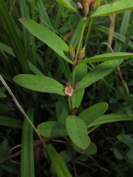 ملف:Triadenum japonicum 1.JPG