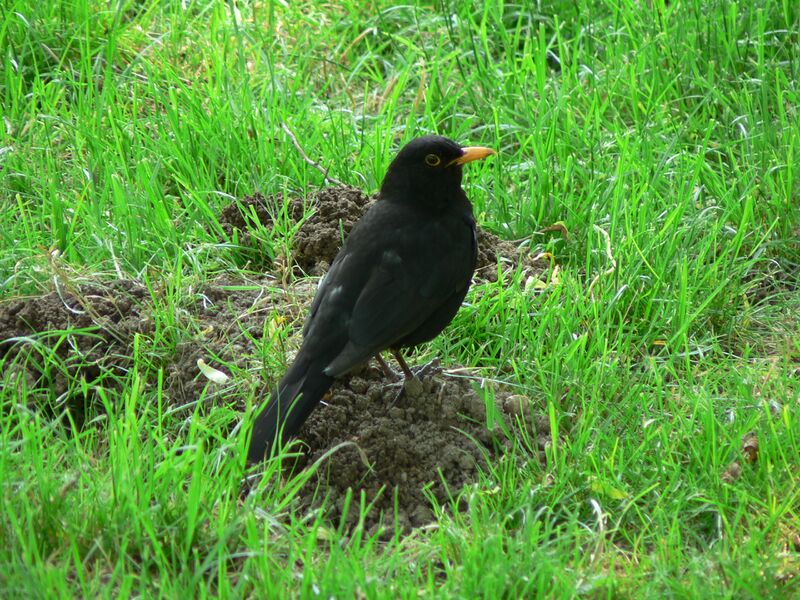 ملف:Turdus merula 050529.jpg
