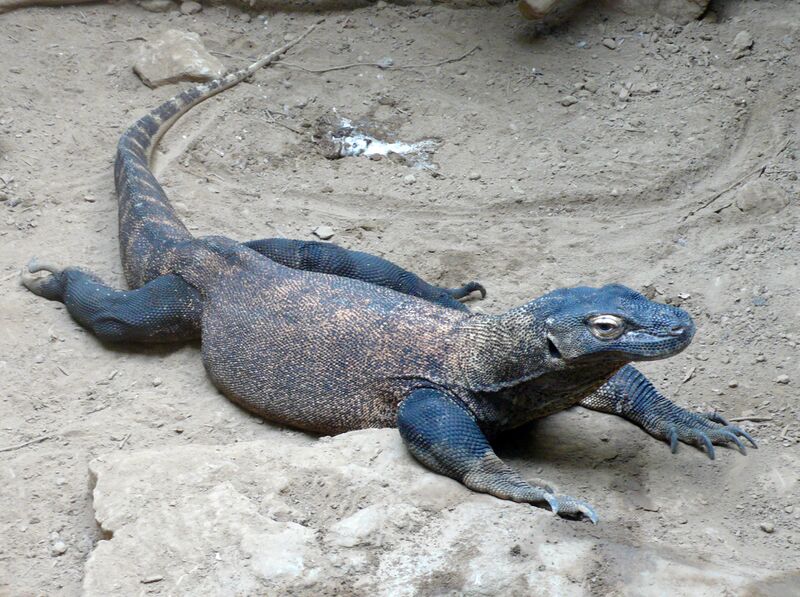 ملف:Varanus komodoensis (4).jpg