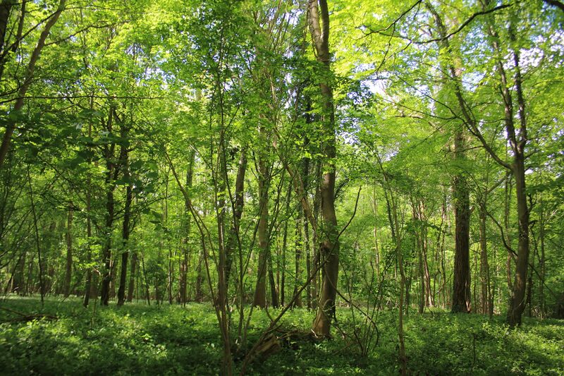 ملف:Bos Nieuwenhove 03.jpeg