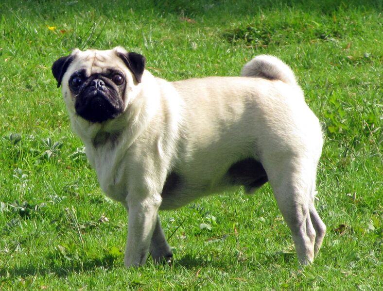 ملف:Fawn pug 2.5year-old.JPG