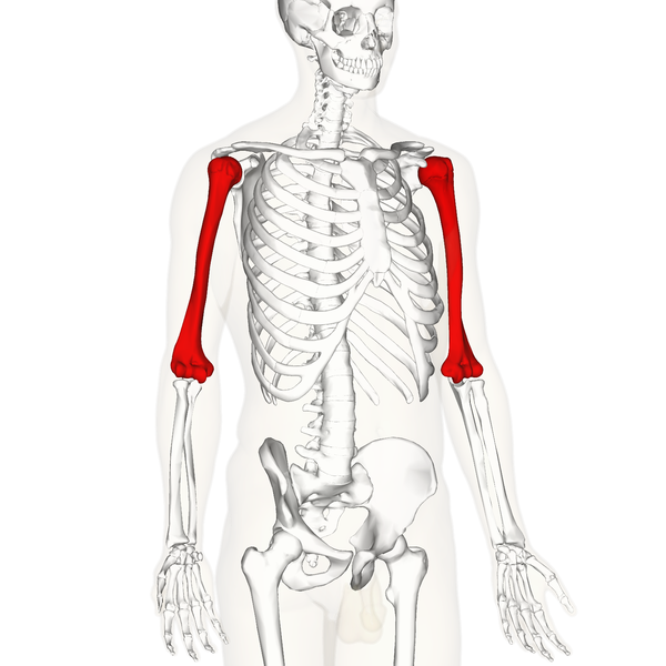 ملف:Humerus - lateral view2.png