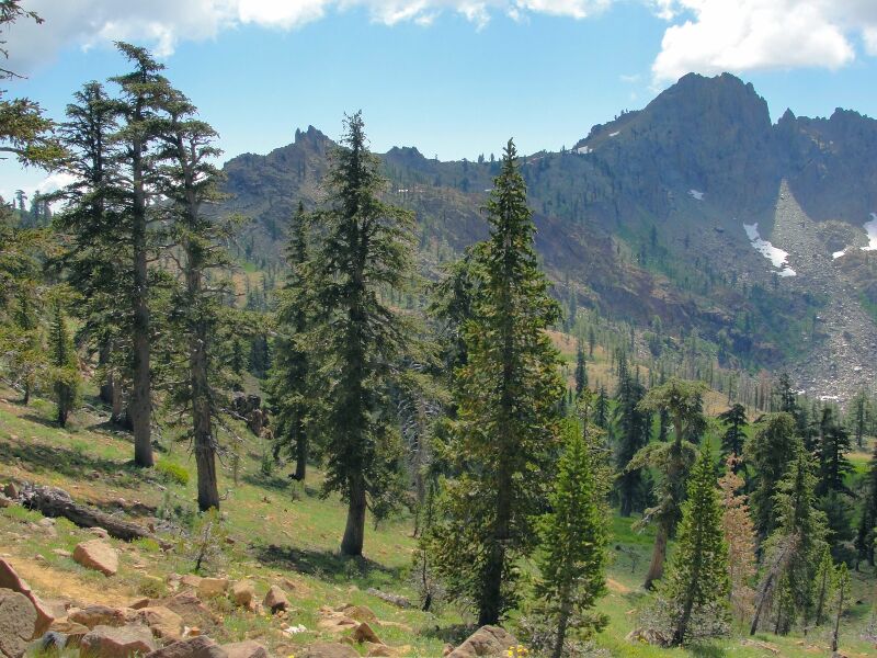 ملف:Pinus balfouriana Trinity Alps.jpg