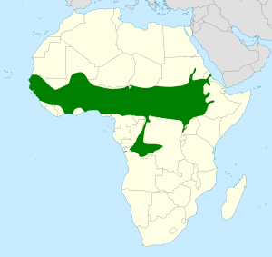 Pluvianus aegyptius distribution map.svg