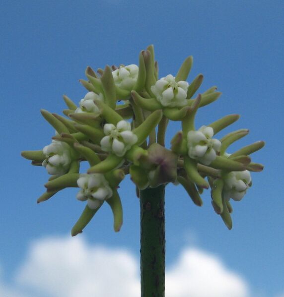 ملف:Sarcostemma viminale 1.jpg