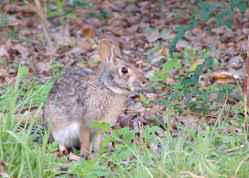 ملف:Swamp Rabbit (Sylvilagus aquaticus).jpg