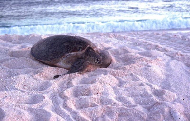 ملف:Tromelin turtle2.JPG