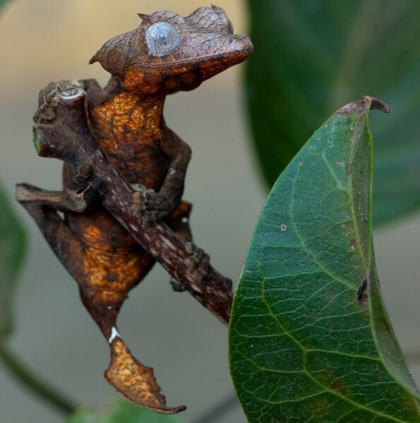 ملف:Uroplatus ebenaui 3 cutted.jpg
