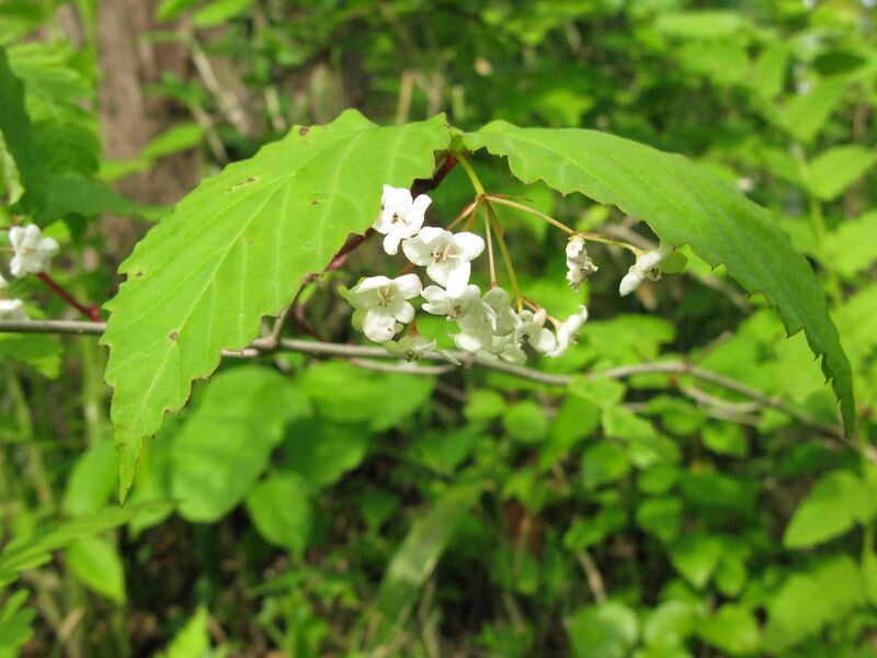 ملف:Viburnum phlebotrichum 1.JPG