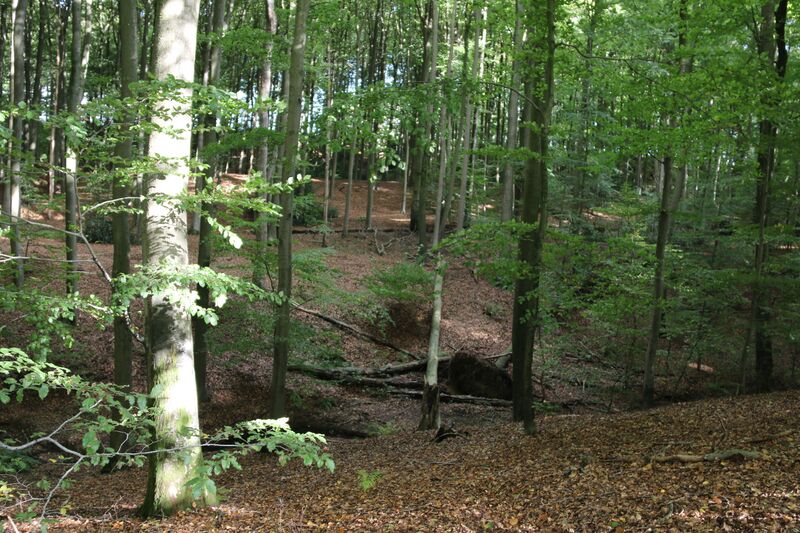 ملف:Hayesbos Everbeekse bossen 13.jpg