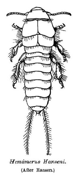 ملف:HemimerusHanseni.jpg