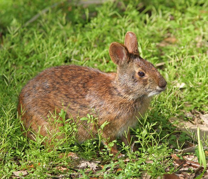 ملف:Marsh Rabbit.jpg