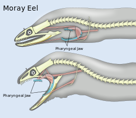 Two diagrams of head and spine, one showing the pharyngeal jaw at rest; the other showing the jaws extended into the mouth