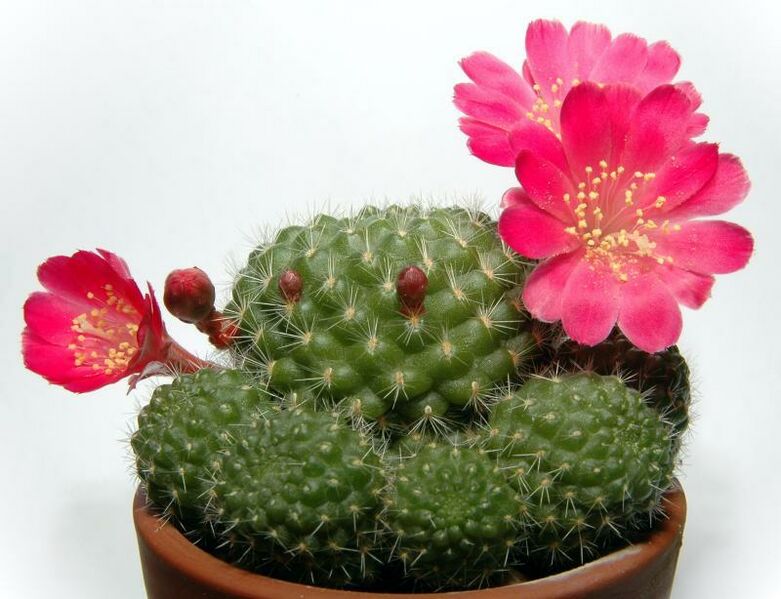 ملف:Rebutia minuscula4.jpg